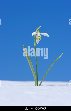 Galanthus Nivalis Schneeglöckchen im Schnee, Bayern, Deutschland Stockfoto