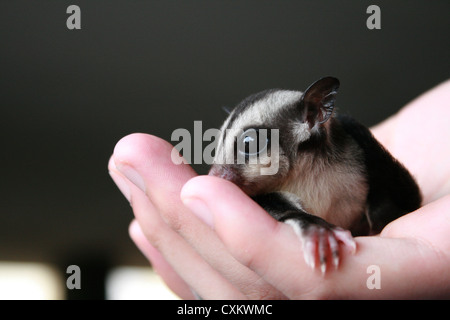 Baby-Eichhörnchen in der hand schließen sich Stockfoto