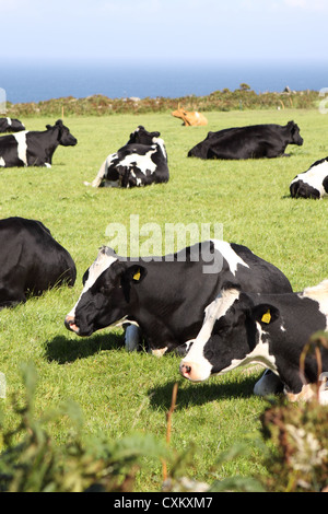 Kühe kauen Wiederkäuen auf einem Milchviehbetrieb in Cornwall, England Stockfoto
