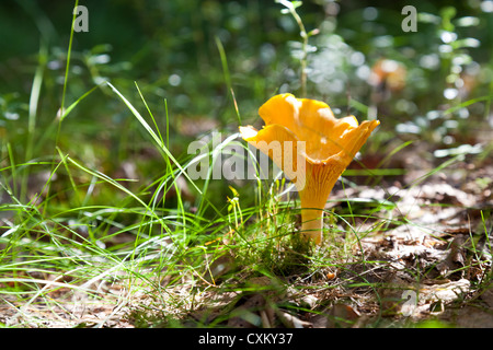 Pfifferlinge in der Wiese Stockfoto