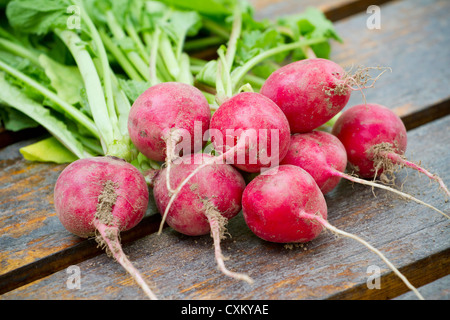 Frische Radieschen auf einem Holzbrett Stockfoto