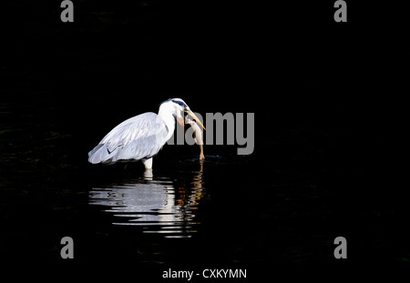 Großen Graureiher stehend in einem seichten Teich oder See Essen und schlucken ein Fisch Stockfoto