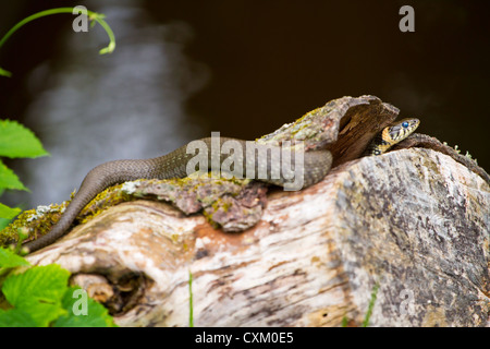 Wilde Europäische Adder und seine gespaltene Zunge auf dem Holz Stockfoto