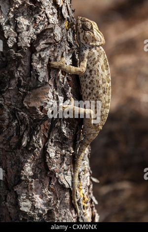 Chamäleon, die vertikal durch die Rinde der Kiefer klettern Stockfoto