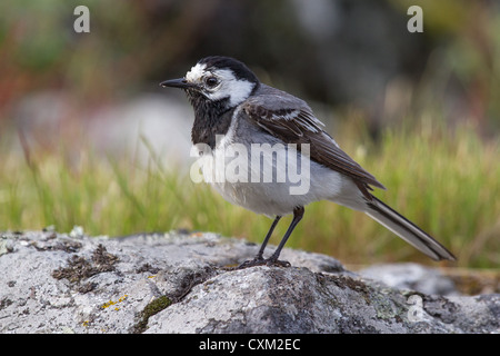 Trauerschnäpper Bachstelze (Motacilla Alba) stehend auf einem Felsvorsprung mit Rasen und Bäumen im Hintergrund. Auch bekannt als weiße Bachstelze. Stockfoto