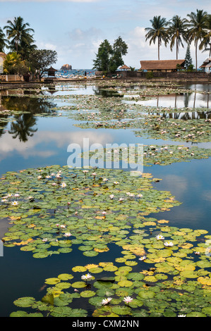 Lotus-Seerosen wachsen in der Lagune in Candi Dasa, Ost-Bali, Indonesien. Stockfoto