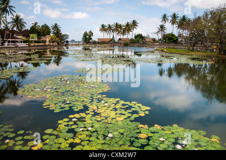 Lotus-Seerosen wachsen in der Lagune in Candi Dasa, Ost-Bali, Indonesien. Stockfoto