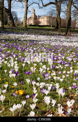 Teppich aus schönen bunten Frühlingskrusten auf Rasen von Cartwright Hall Art Gallery (historisches Gebäude) - Sunny Lister Park, Bradford, England, UK. Stockfoto