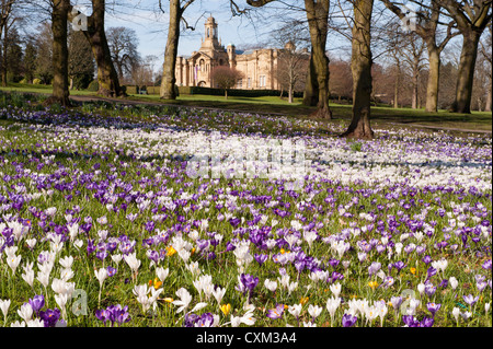 Teppich aus schönen bunten Frühlingskrusten auf Rasen von Cartwright Hall Art Gallery (historisches Gebäude) - Sunny Lister Park, Bradford, England, UK. Stockfoto