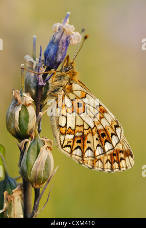 Kleine Perle-umrandeten Fritillary (Boloria Selene) auf eine Glockenblume Saatgut Kopf Stockfoto