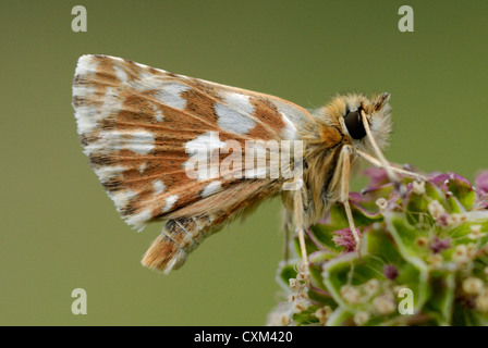 Rot-Underwing Skipper (Spialia Sertorius) in den Pyrenäen Stockfoto