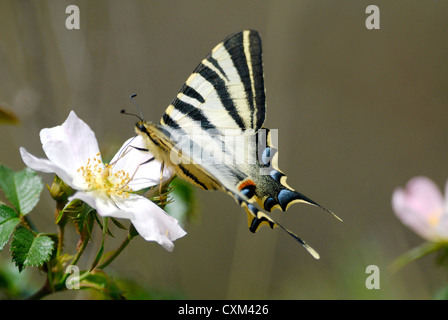 Knappen Schwalbenschwanz Schmetterling (Iphiclides Podalirius) in den Pyrenäen Stockfoto