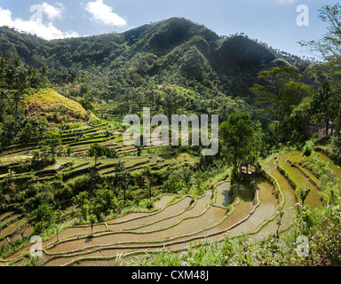 Terrassierte Reisfelder in der Nähe von Tirtagangga, Ost-Bali, Indonesien. Stockfoto