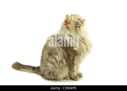 Katze auf einem weißen Hintergrund isoliert Stockfoto