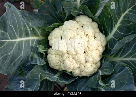 Blumenkohl zwischen dunkelgrünen Blätter im Garten Stockfoto