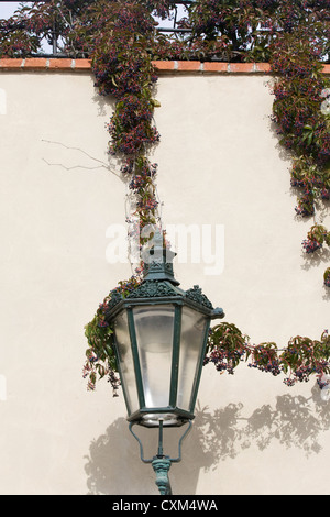 Parthenocissus Quinquefolia Klettern an einer Wand Virginian Creeper Stockfoto