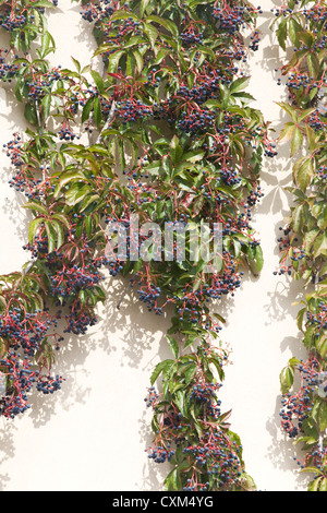 Parthenocissus Quinquefolia Klettern an einer Wand Virginian Creeper Stockfoto