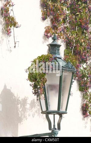 Parthenocissus Quinquefolia Klettern an einer Wand Virginian Creeper Stockfoto