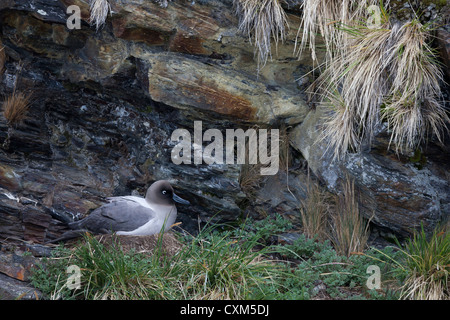 Licht-Jaguaren Albatros (Phoebetria Palpebrata) auf ein Nest in der Nähe von Grytviken, Südgeorgien Insel. Stockfoto