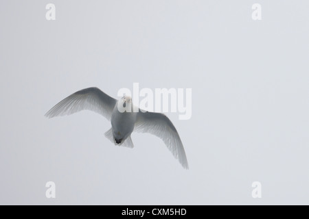 Verschneiten Scheidenschnabel (Chionis Albus) im Flug über die Scotia Meer. Stockfoto