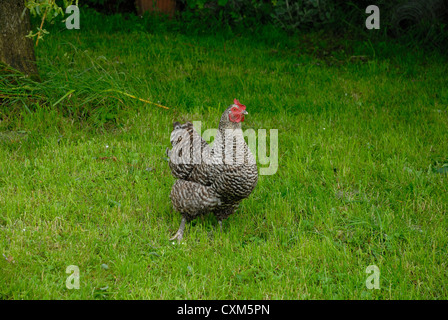 Maran-Huhn auf der Weide grasen Stockfoto