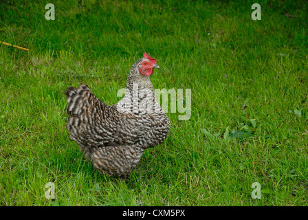 Maran-Huhn auf der Weide grasen Stockfoto