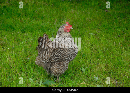 Maran-Huhn auf der Weide grasen Stockfoto