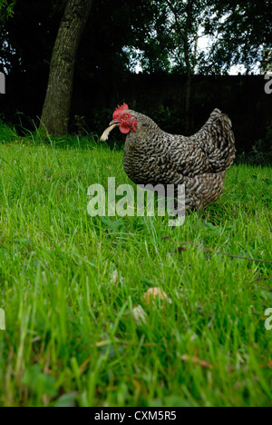 Maran-Huhn auf der Weide grasen Stockfoto