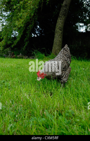 Maran-Huhn auf der Weide grasen Stockfoto