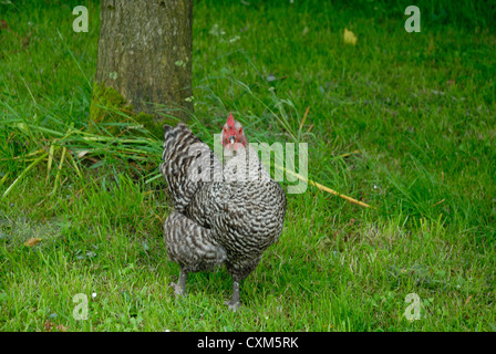 Maran-Huhn auf der Weide grasen Stockfoto