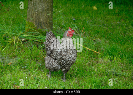 Maran-Huhn auf der Weide grasen Stockfoto