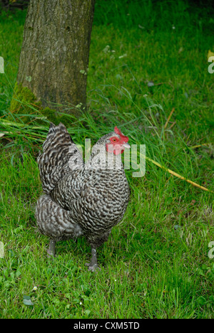 Maran-Huhn auf der Weide grasen Stockfoto