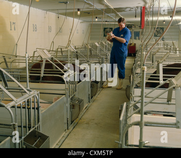 Tierarzt oder Landwirt Inspektion junge Schwein Stockfoto