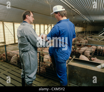 Tierarzt und Produzent in Hog-Betrieb Stockfoto