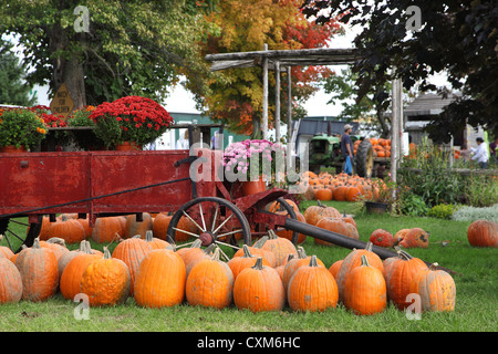 Im Herbst Kürbisse und Herbstblumen auf dem Bauernhof Stockfoto