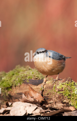 Eurasische Kleiber Sitta Europaea Caesia auf bemoosten Log. Britische Unterart. Stockfoto