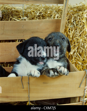 5 Woche alt Mischling Welpen lächelnd/Pennsylvania Stockfoto