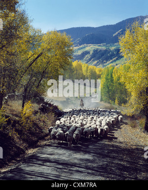Herde von Schafen zu Fuß auf den Berg Straße in Herbst-/Colorado Stockfoto