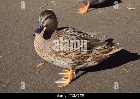 Ente, posiert für die Kamera Stockfoto