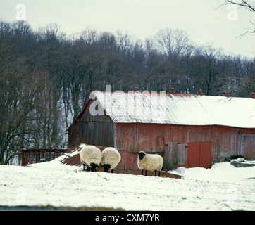 Suffolk Schafe im Winter Hof/Lancaster County, Pennsylvania Stockfoto