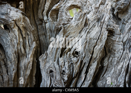 Olivenbaum in einem Hain, in den Tramuntana-Bergen auf Mallorca, Spanien Stockfoto