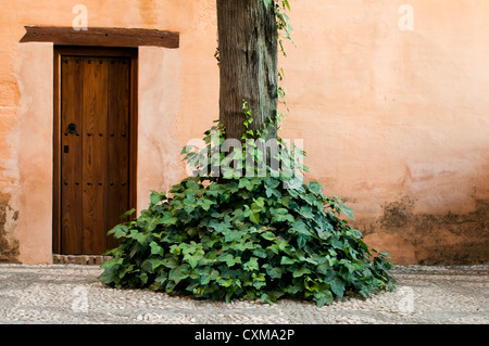 Holztür und Efeu um einen Baum Stockfoto