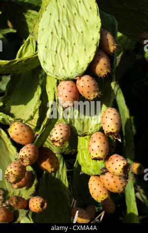 Kaktus Frucht. Reife Kaktus Früchte Stockfoto