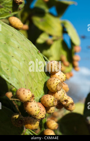 Kaktus Frucht. Reife Kaktus Früchte Stockfoto