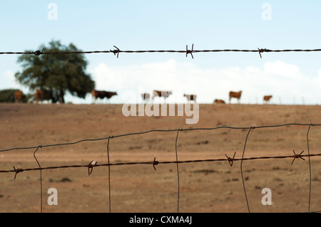 Tiere auf einem Bauernhof, umgeben von Stacheldraht. Stockfoto