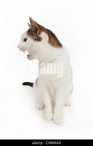 Katze spricht, Studio gedreht mit weißem Hintergrund Stockfoto