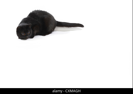 Schwarze Katze bereit zum Sprung, erschossen Studio mit weißem Hintergrund Stockfoto