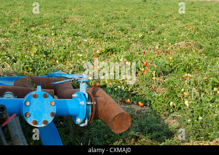 Bewässerungssystem in Tomaten-Plantage. Stockfoto