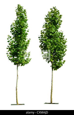 Grüne Bäume isoliert auf weiss. Dekorativer grüner Baum Stockfoto