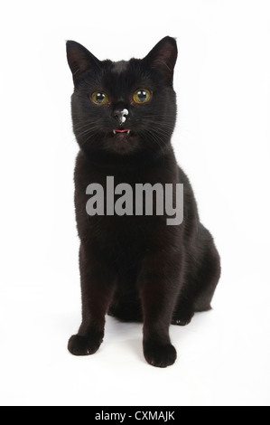 Schwarze Katze sitzend, Studio gedreht mit weißem Hintergrund Stockfoto